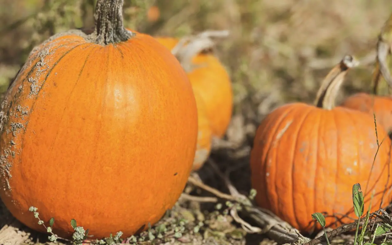 close-up of several pumpkins | pumpkin picking Ontario