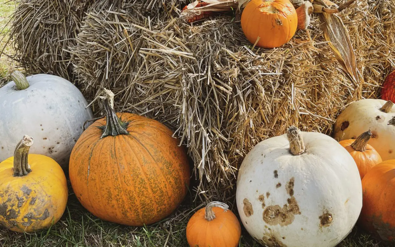 pumpkins sitting on and around a bail of straw