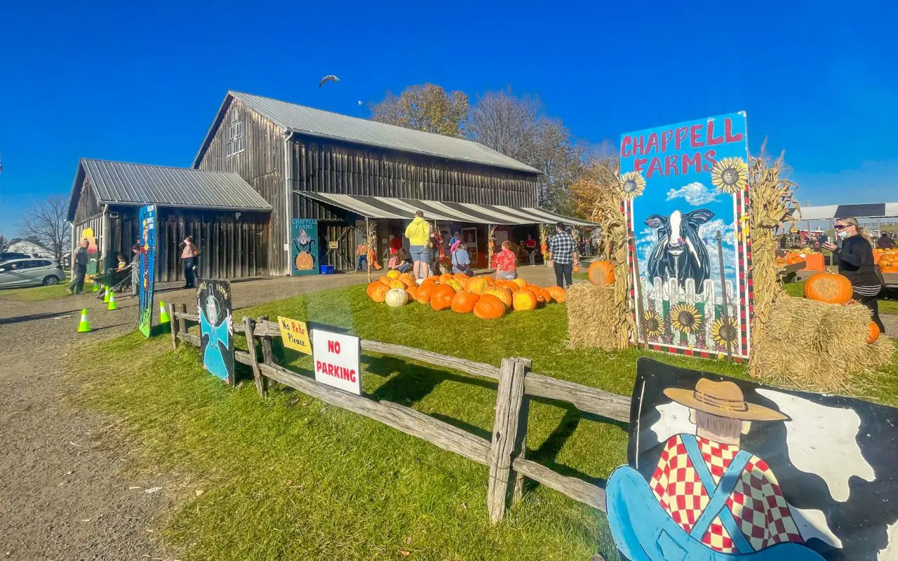 view of people at Chappell Farms | pumpkin picking