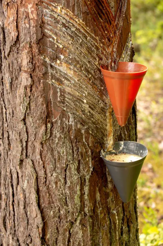 close up image of a tree tapped for maple syrup | maple syrup festivals ontario