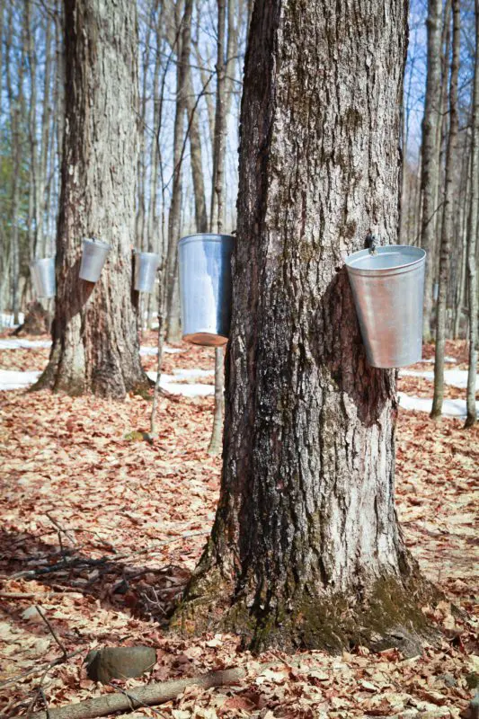 maple syrup buckets hanging from maple trees | maple syrup festivals ontario
