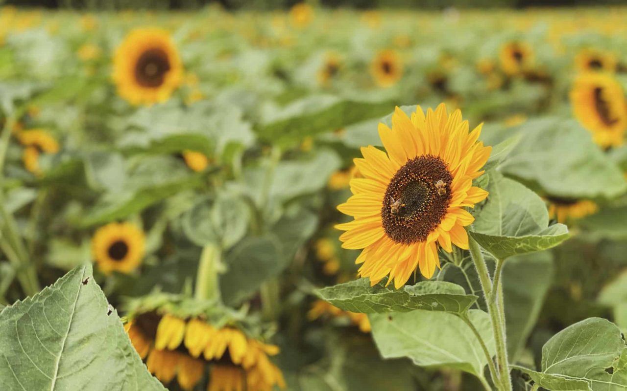 sunflowers | andrews scenic farm