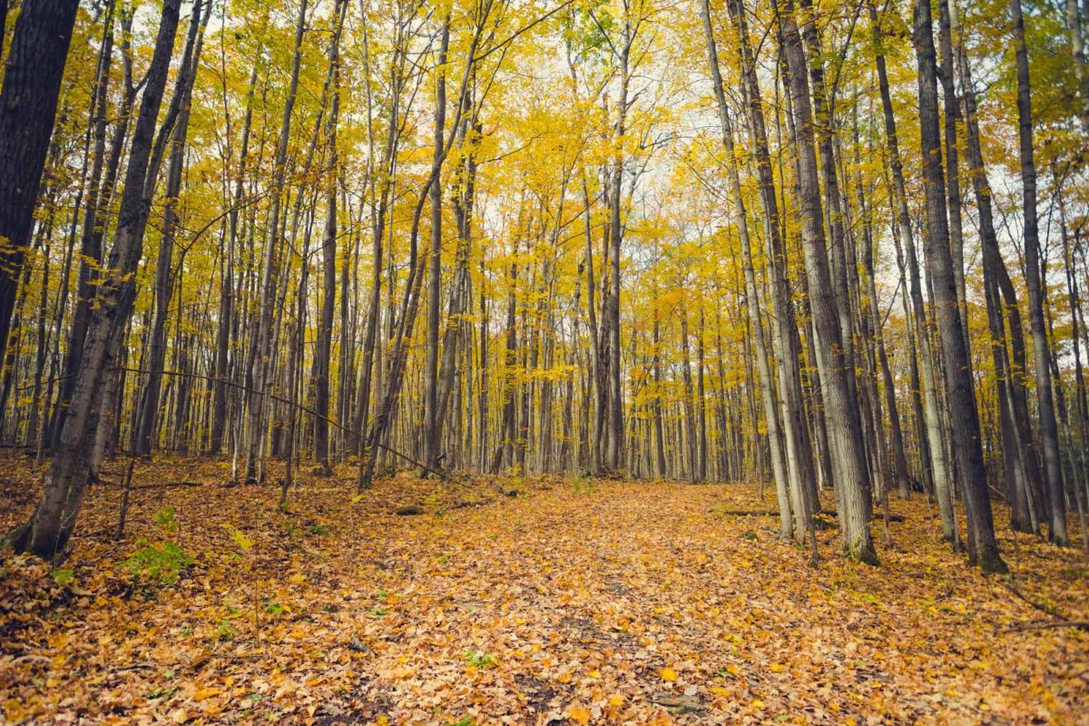 places to visit in fall in ontario (1)