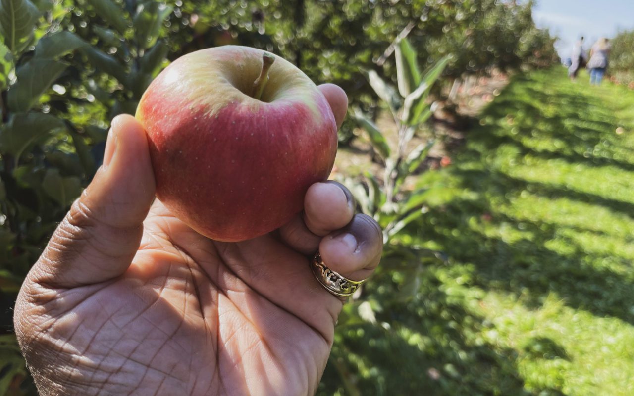 hand holding up an apple in an orchard | apple picking in ontario