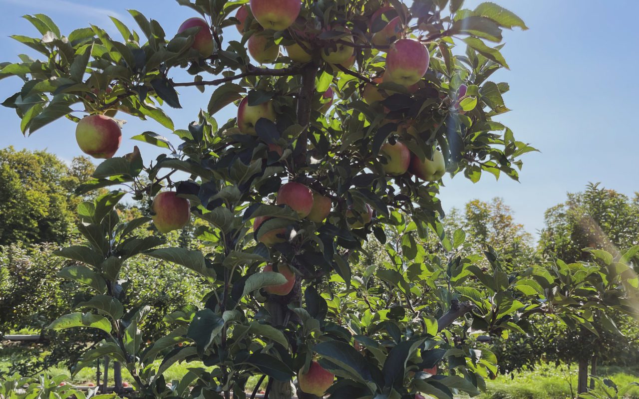 several apples on a branch | apple picking season