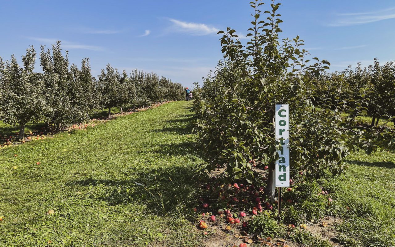 row of trees in an apple orchard | apple picking