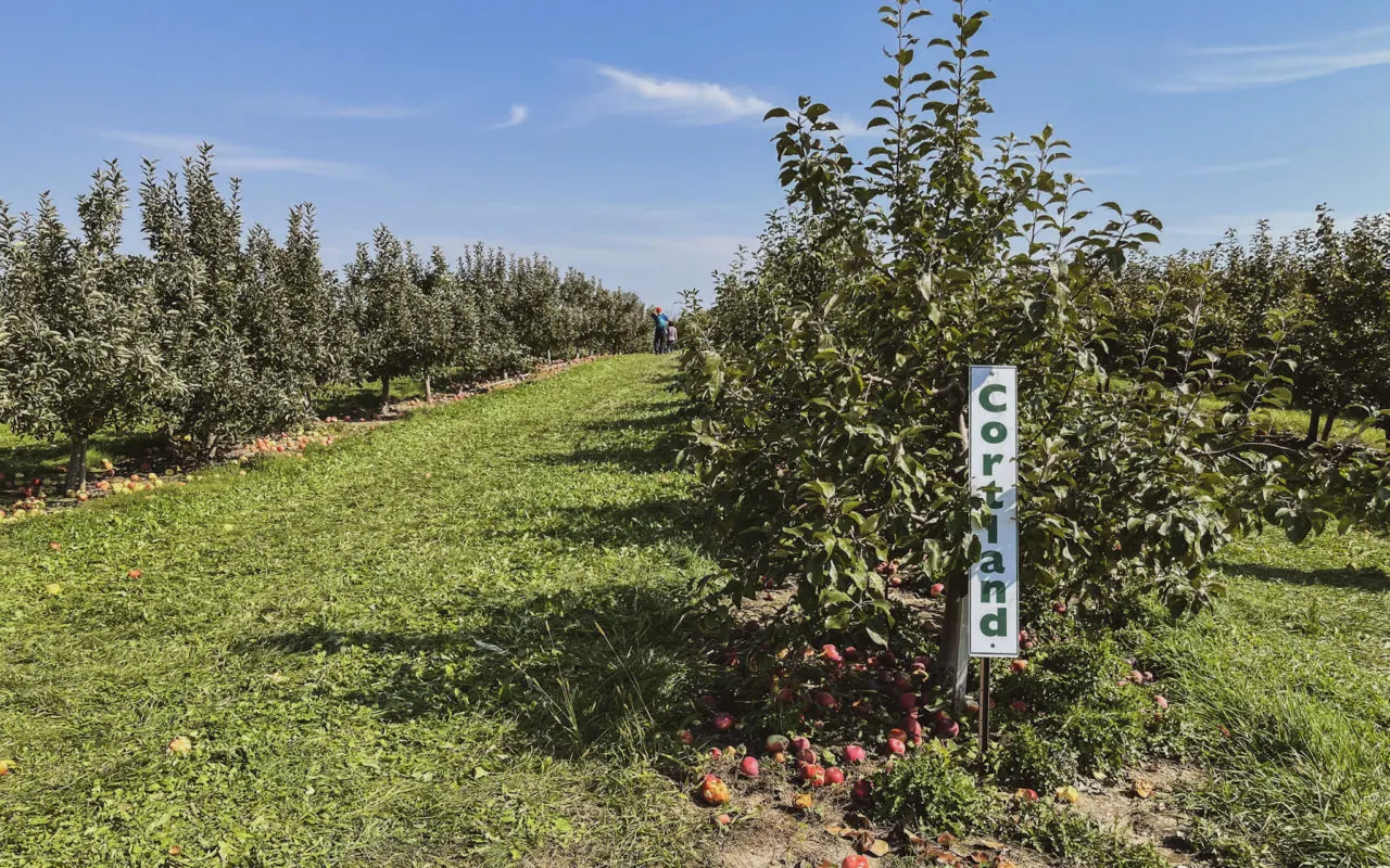 row of trees in an apple orchard | apple picking
