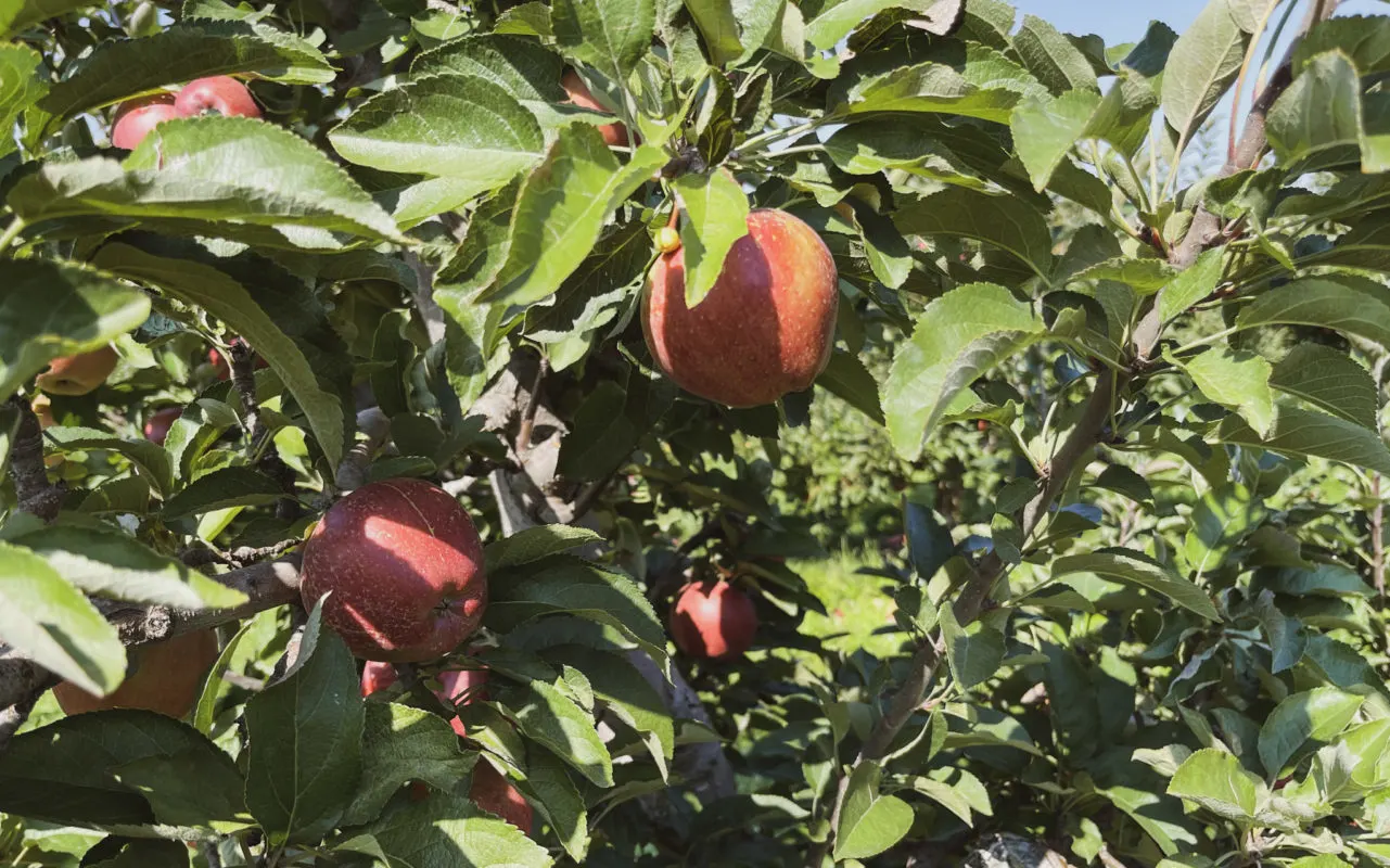 close-up view of apples still growing on the tree | apple orchards in ontario