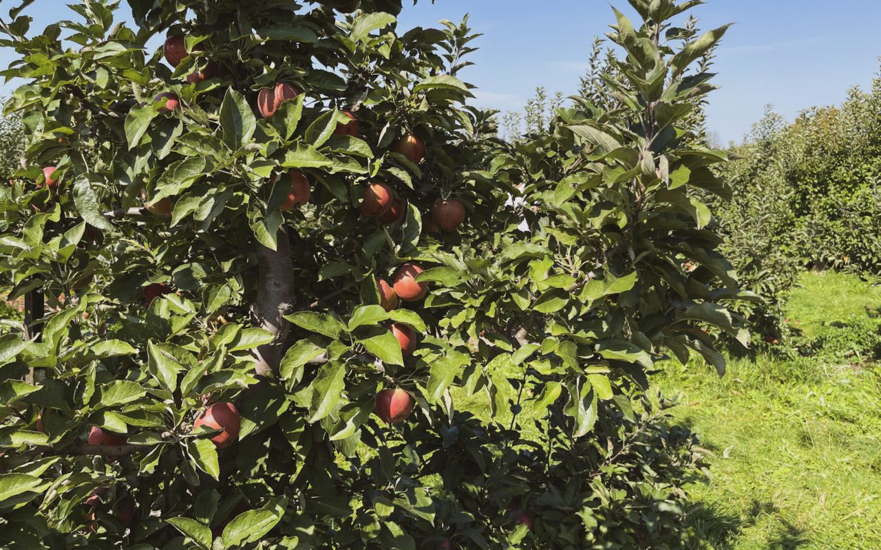 apples growing on a branch | apple picking ontario season