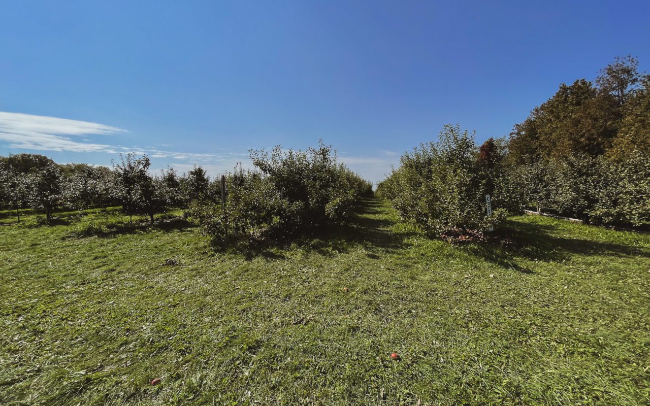 several rows of apple trees under a clear blue sky | apple picking