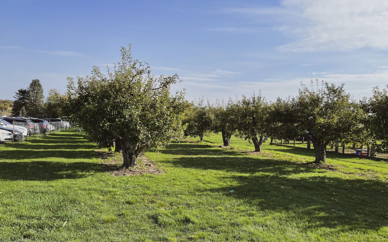 apple farms