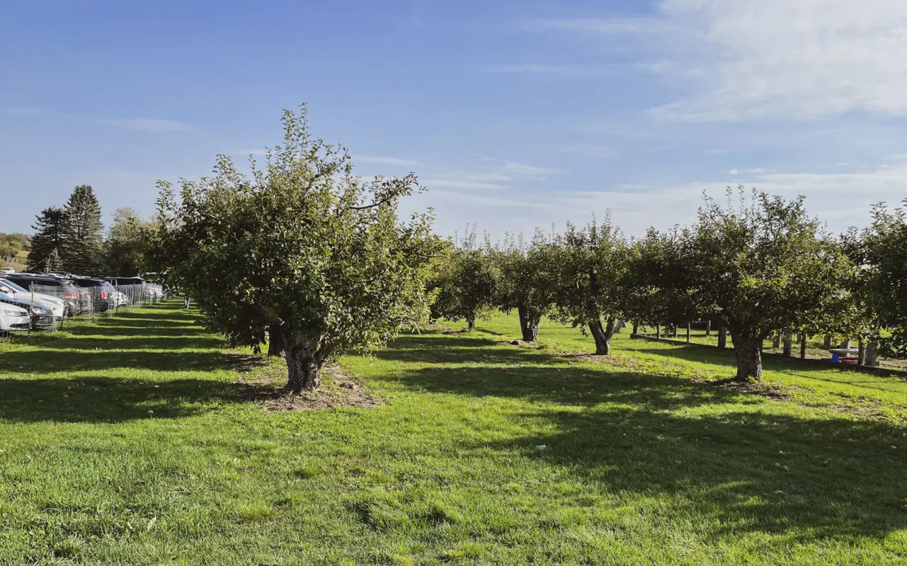 rows of trees at an apple orchard | apple farms