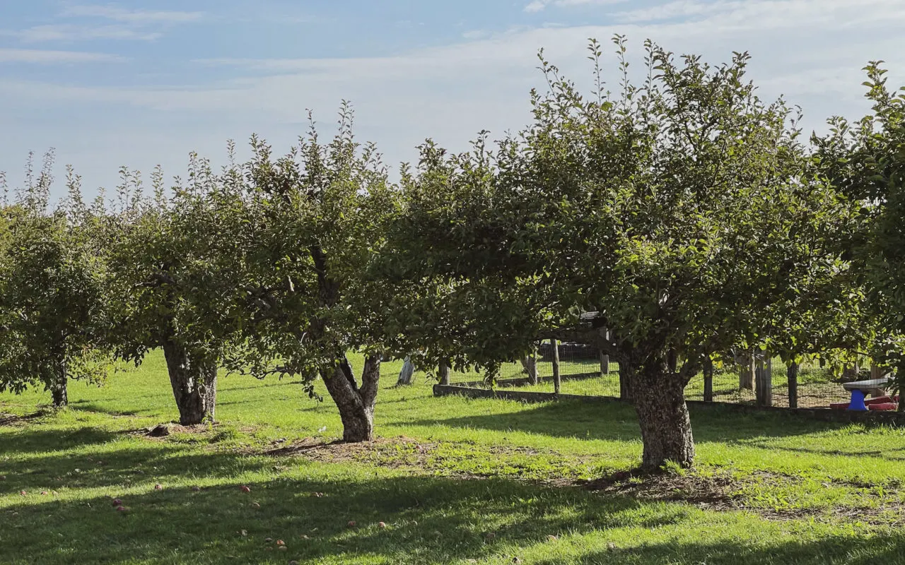 four apple trees in a row | apple picking season