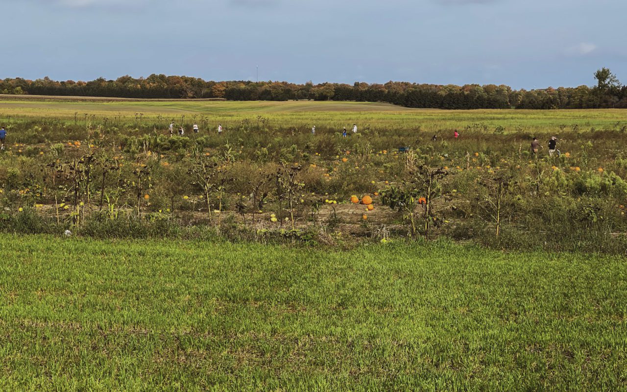view of a pumpkin field