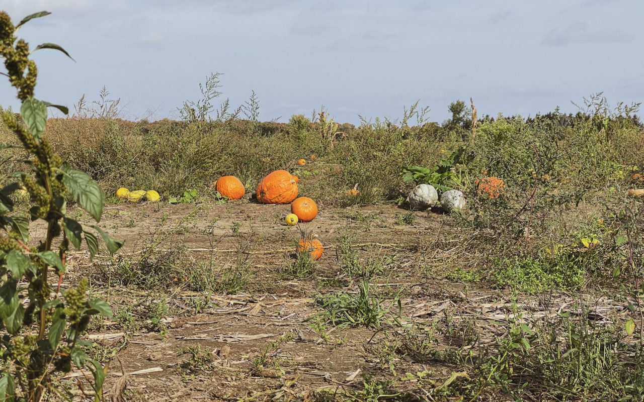pumpkins sitting in a field