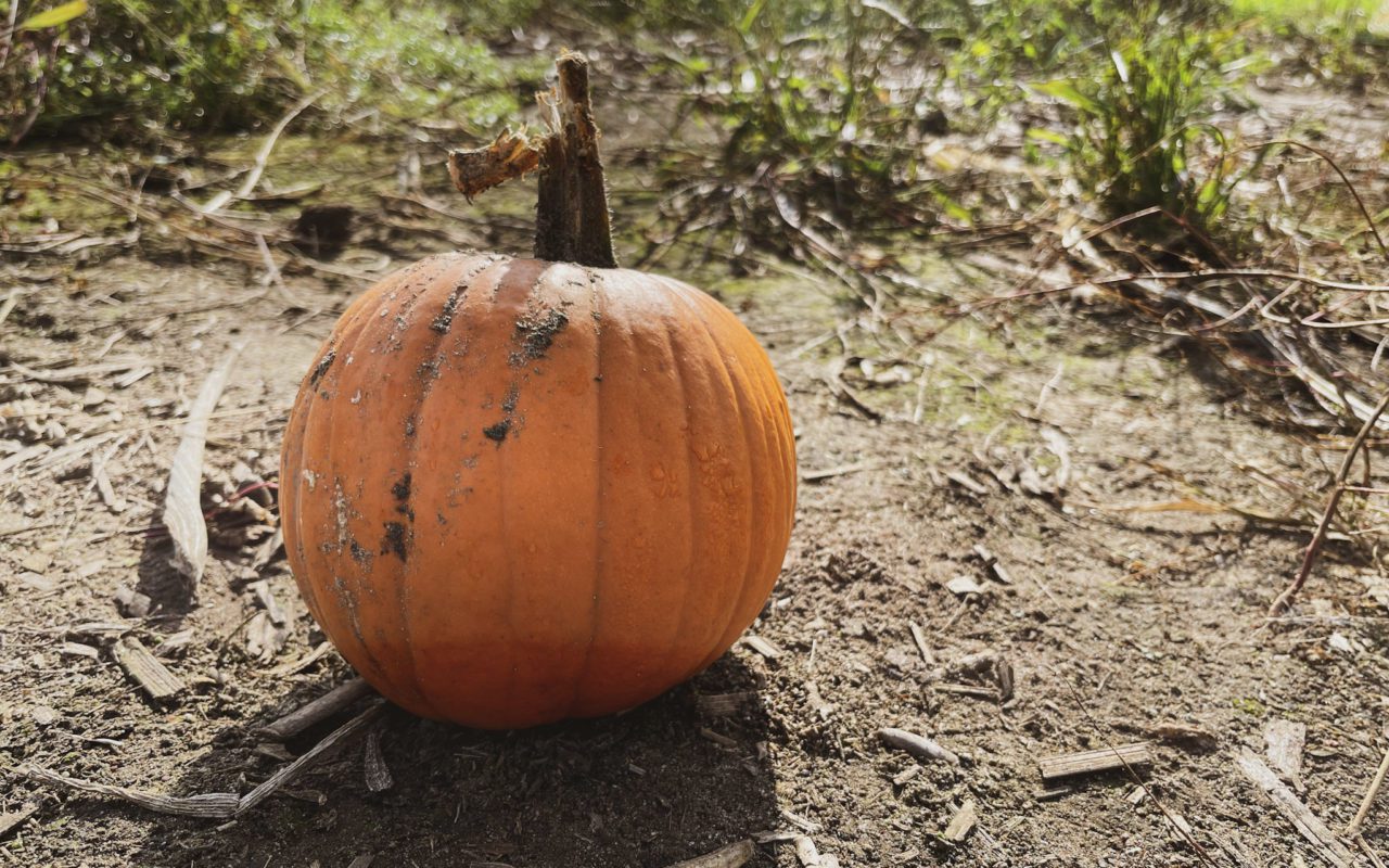 a pumpkin sitting in the dirt