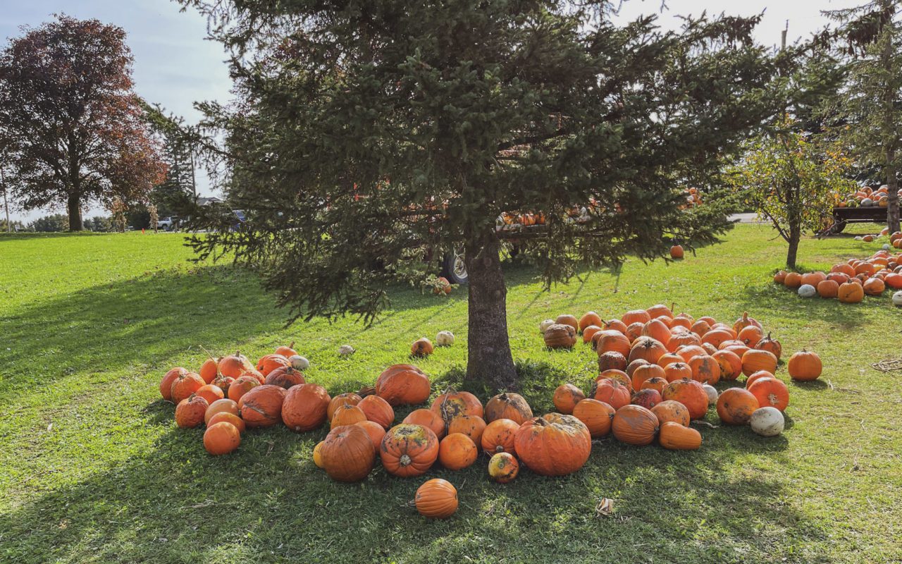 a pile of pumpkins sitting around a tree