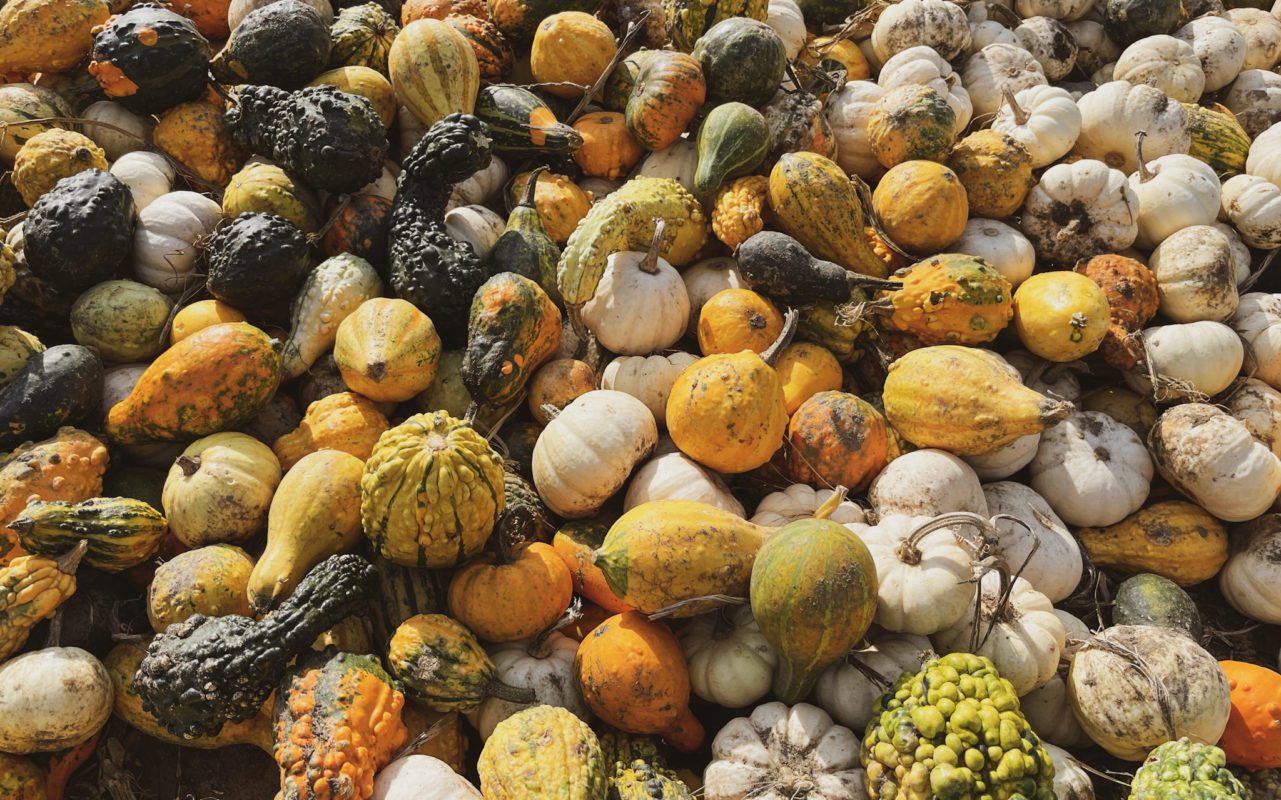 close-up of a pile of gourds