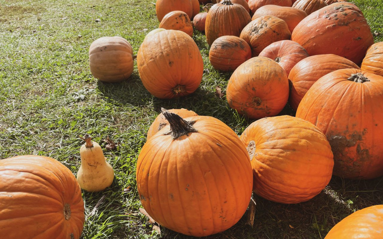 a pile of pumpkins lying in the grass