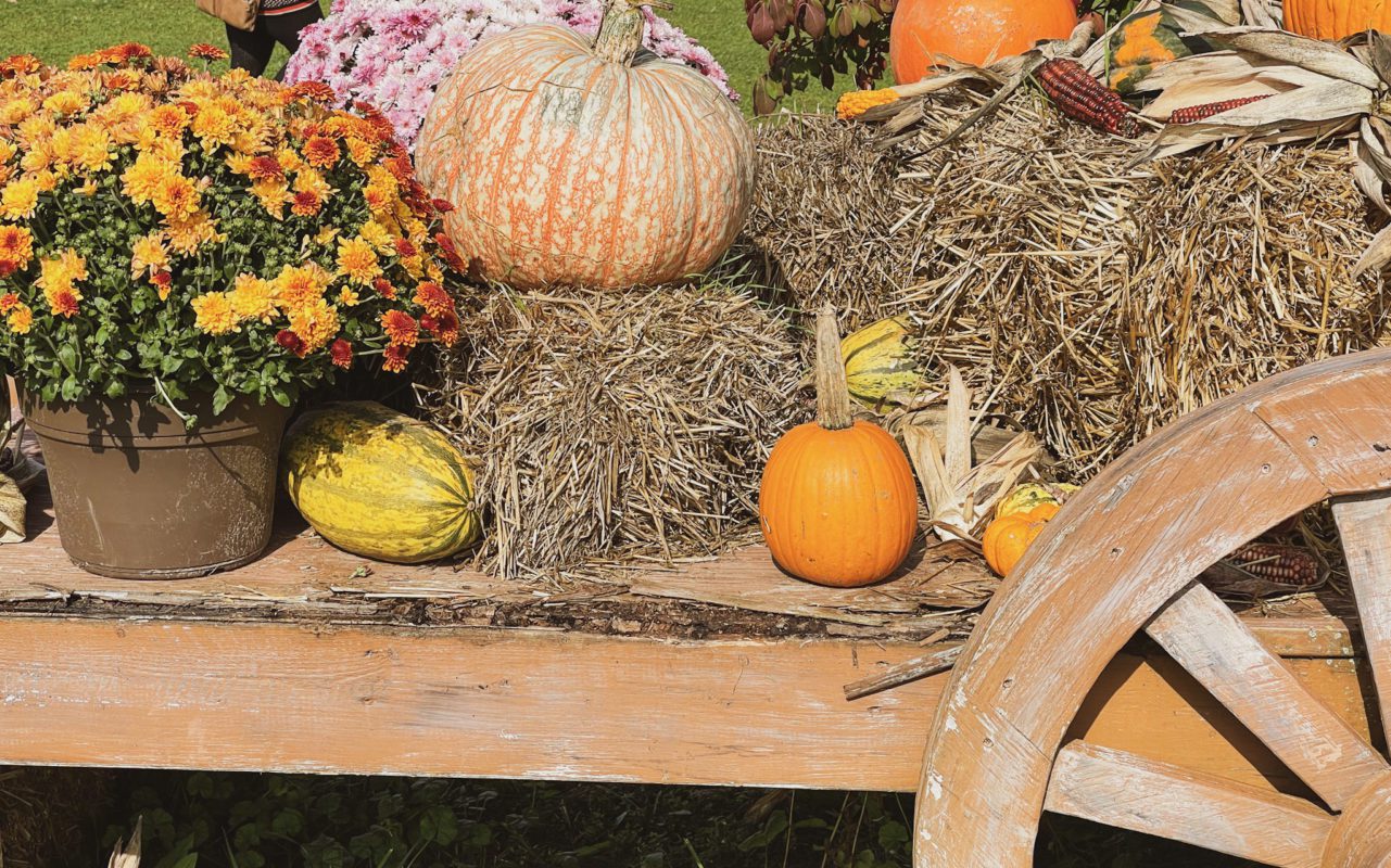 pumpkins on a wooden trailer with fall flowers, corn, and straw bales