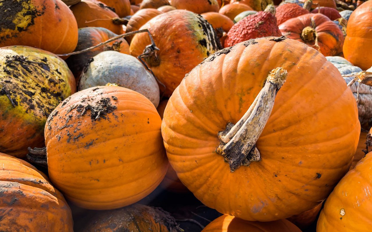 close-up of a pile of pumpkins | pumpkin picking ontario