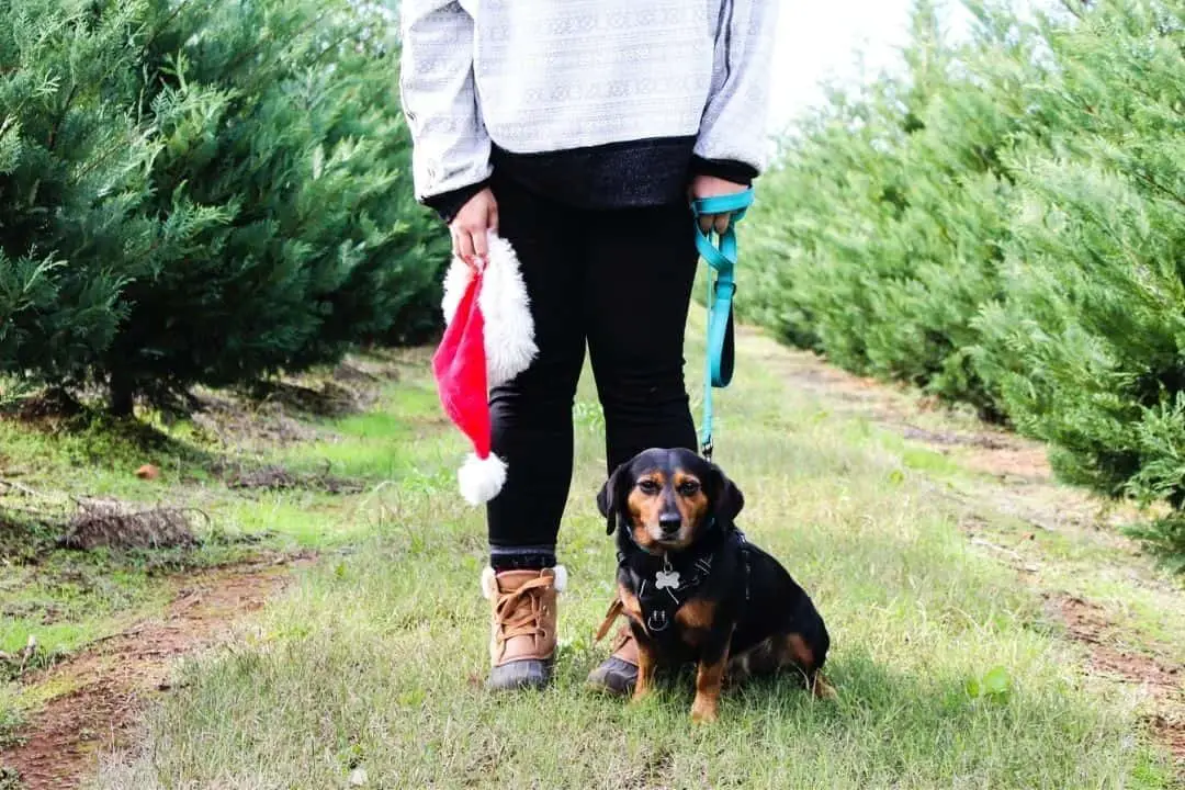 person and dog standing outside at a christmas tree farm | christmas tree farm ontario