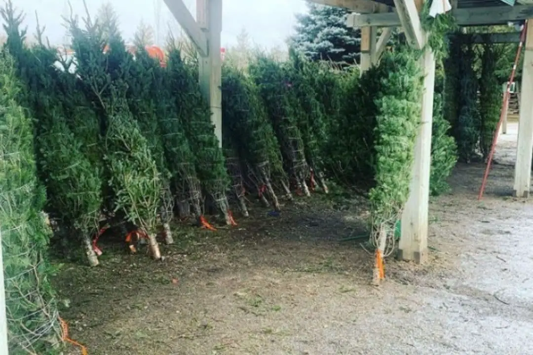 cut Christmas trees bundled and lined up for sale | christmas tree