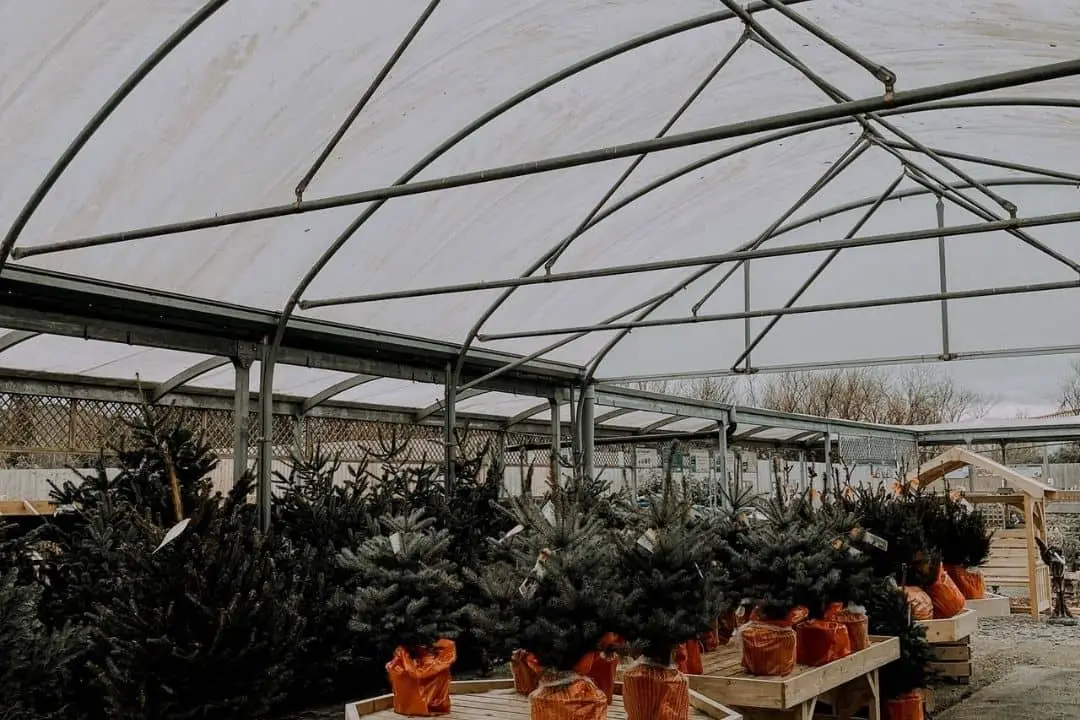 potted evergreen trees in a greenhouse | christmas tree farms near me