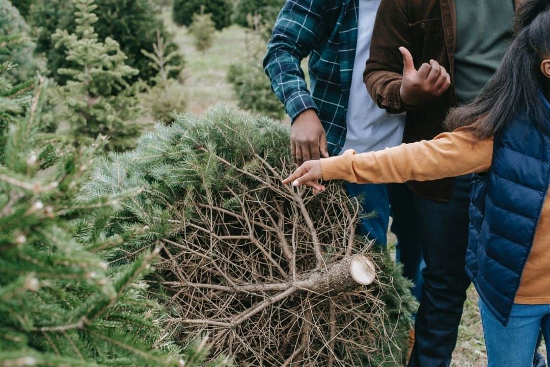 three people gesturing to a cut tree at a Christmas tree farm | ontario tree farms
