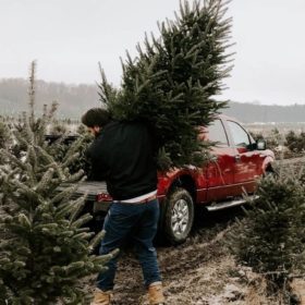 Christmas Tree Farm Ontario