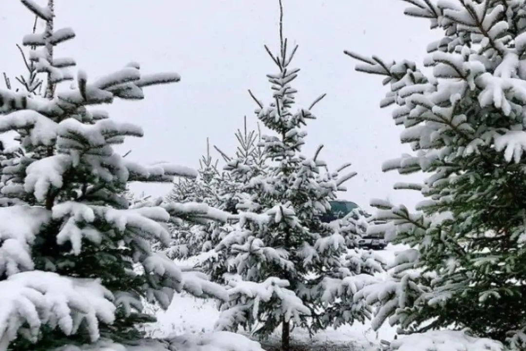evergreen trees covered in snow | christmas tree farms