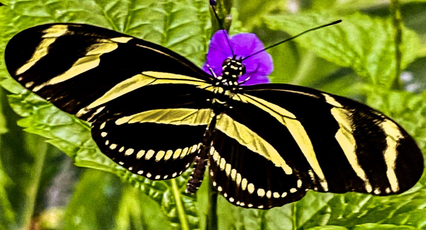black and yellow butterfly on a purple flower | what to do in cambridge ontario
