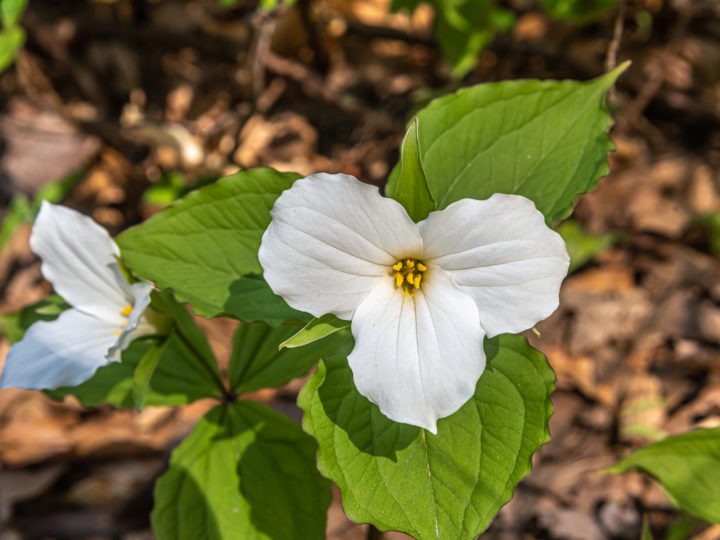 Spring In Ontario | 10 Activities to Have a Blooming Time