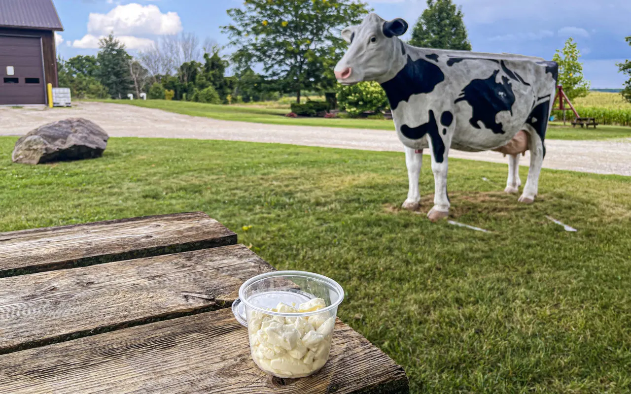container of cheese curds on a wooden table with a cow sculpture behind it | things to do in woodstock ontario