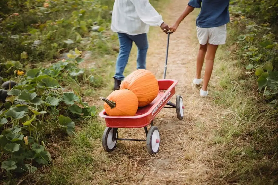 two people pulling a wagon with pumpkins | pumpkin picking