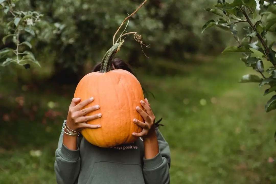 a person holding a pumpkin in front of their face | pumpkin picking ontario