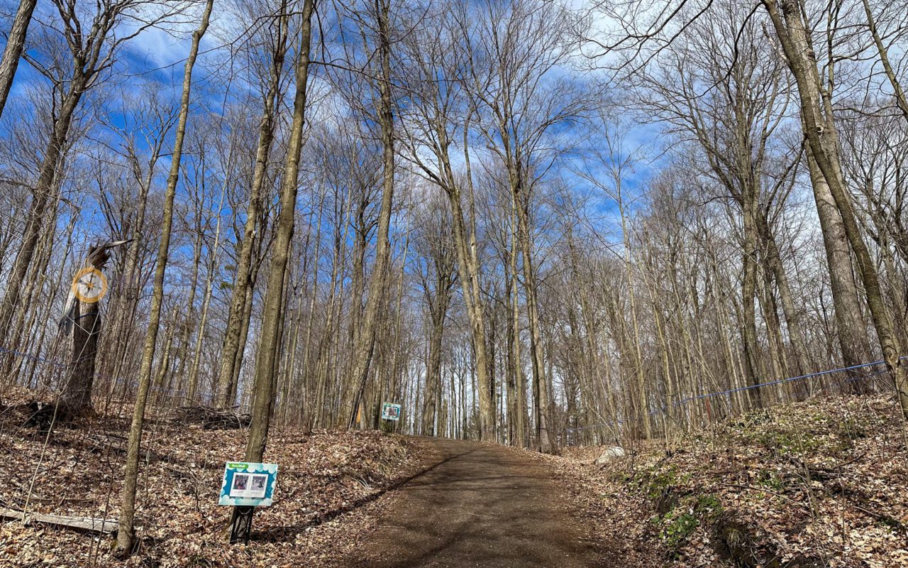 pathway through a forest of maple trees | maple syrup festivals ontario