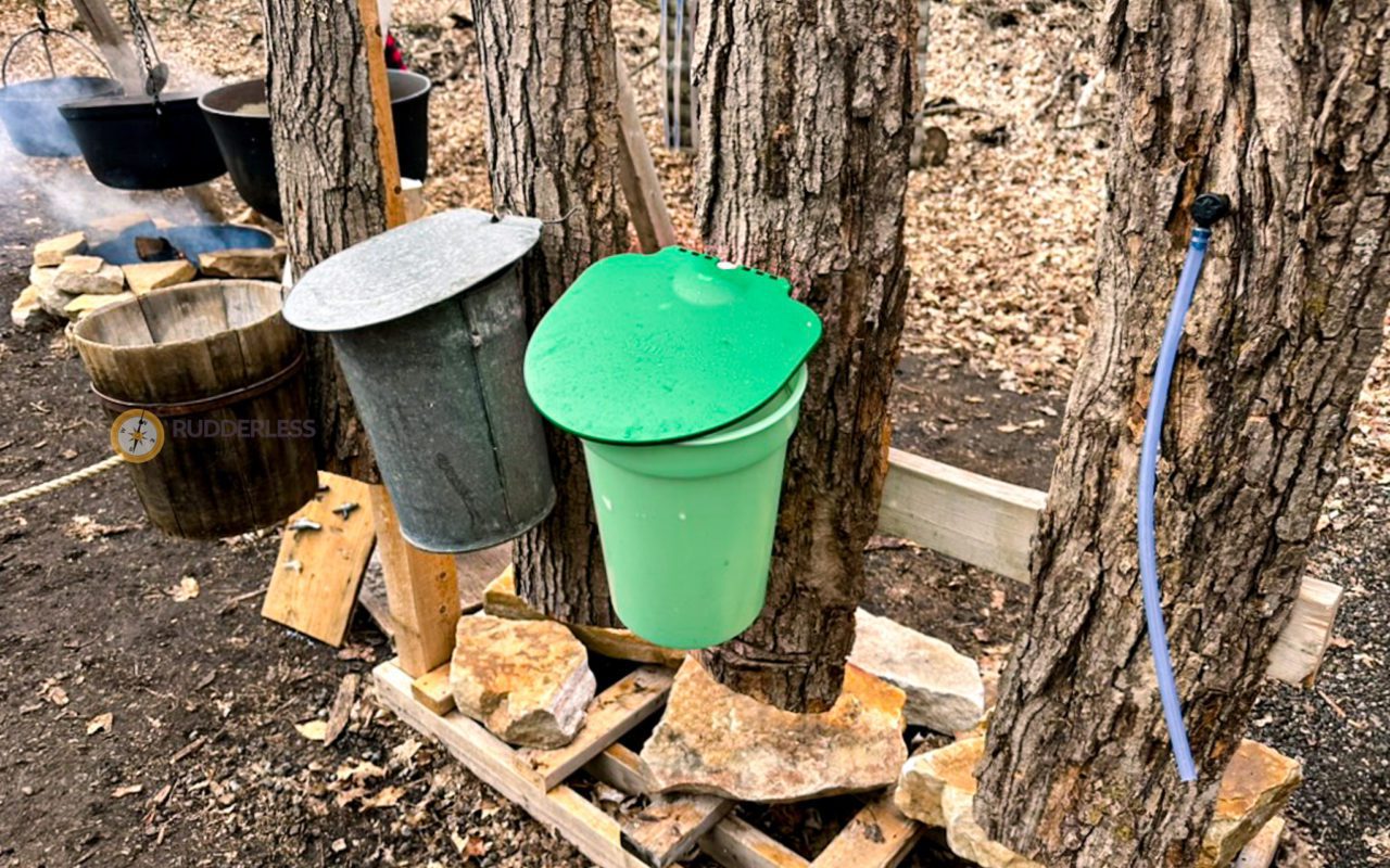 a row of maple syrup buckets hanging form maple trees | maple syrup festivals ontario