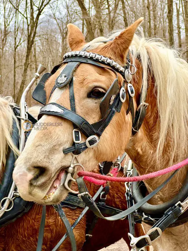 close up of a horse's face outfitted to pull a wagon | maple syrup festivals ontario
