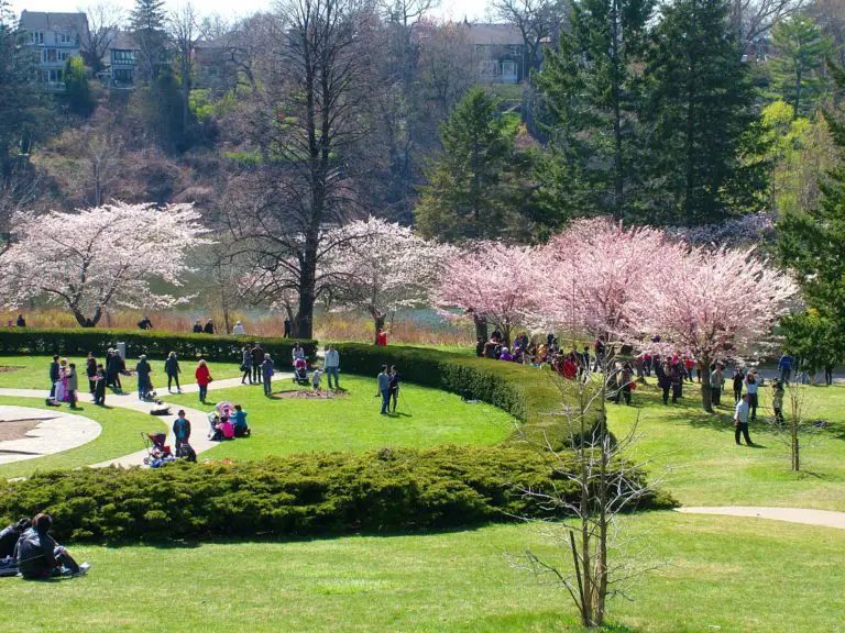 Cherry Blossom Ontario Guide | Best Locations & Insider Tips
