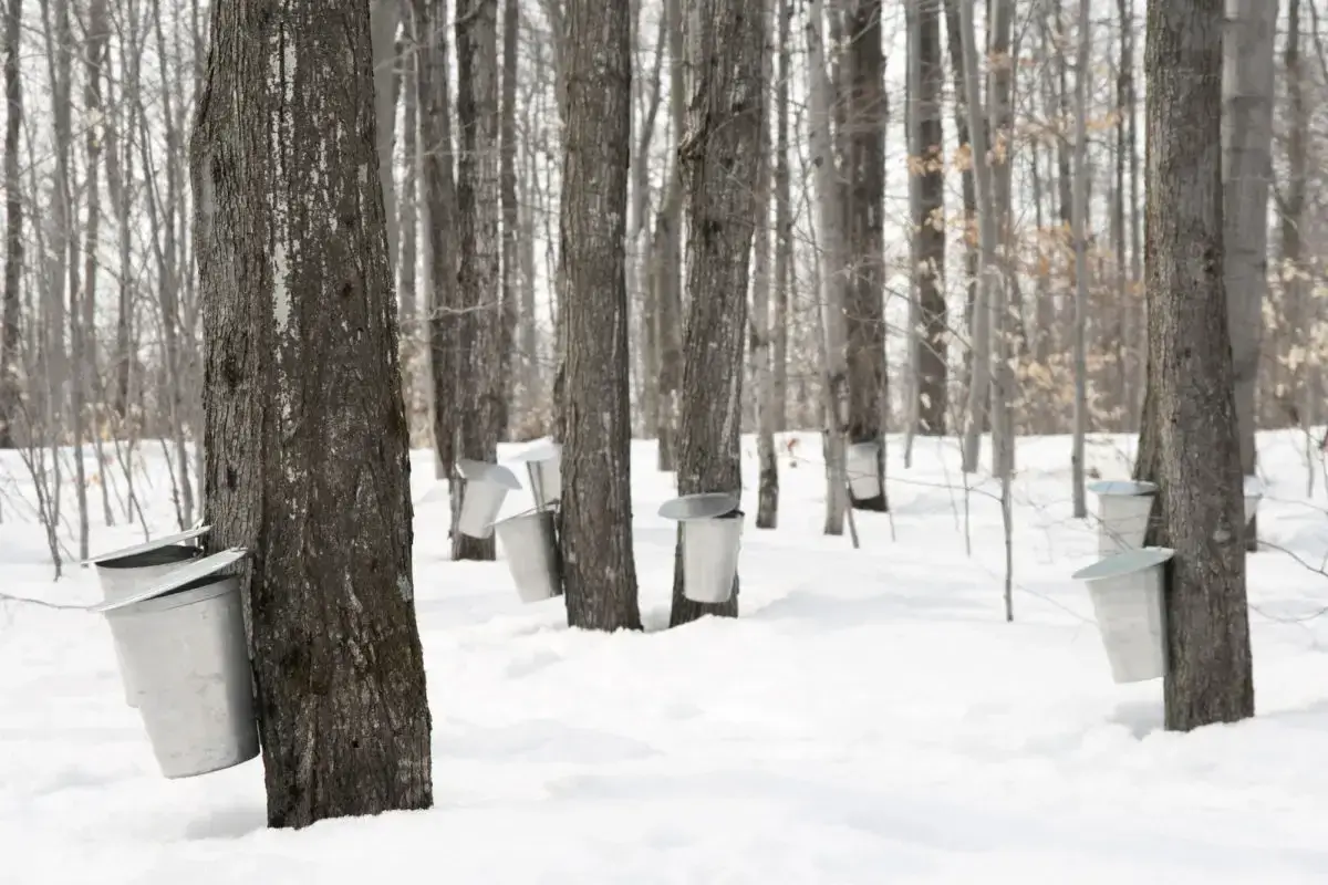 maple syrup festivals in ontario