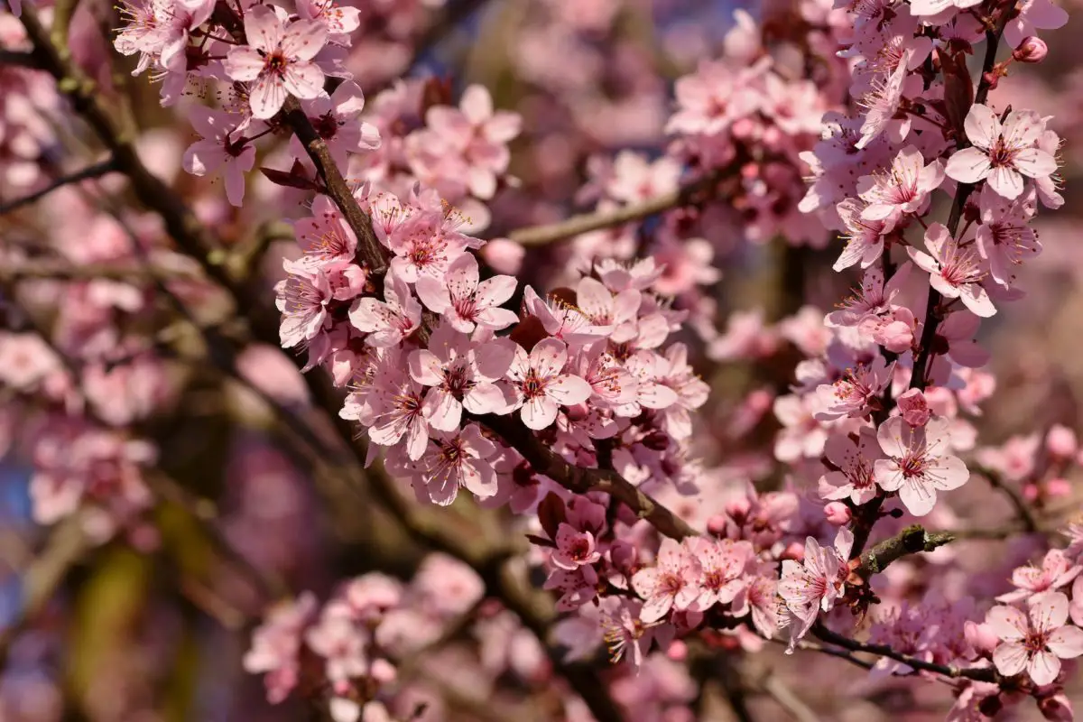 best cherry blossom in ontario
