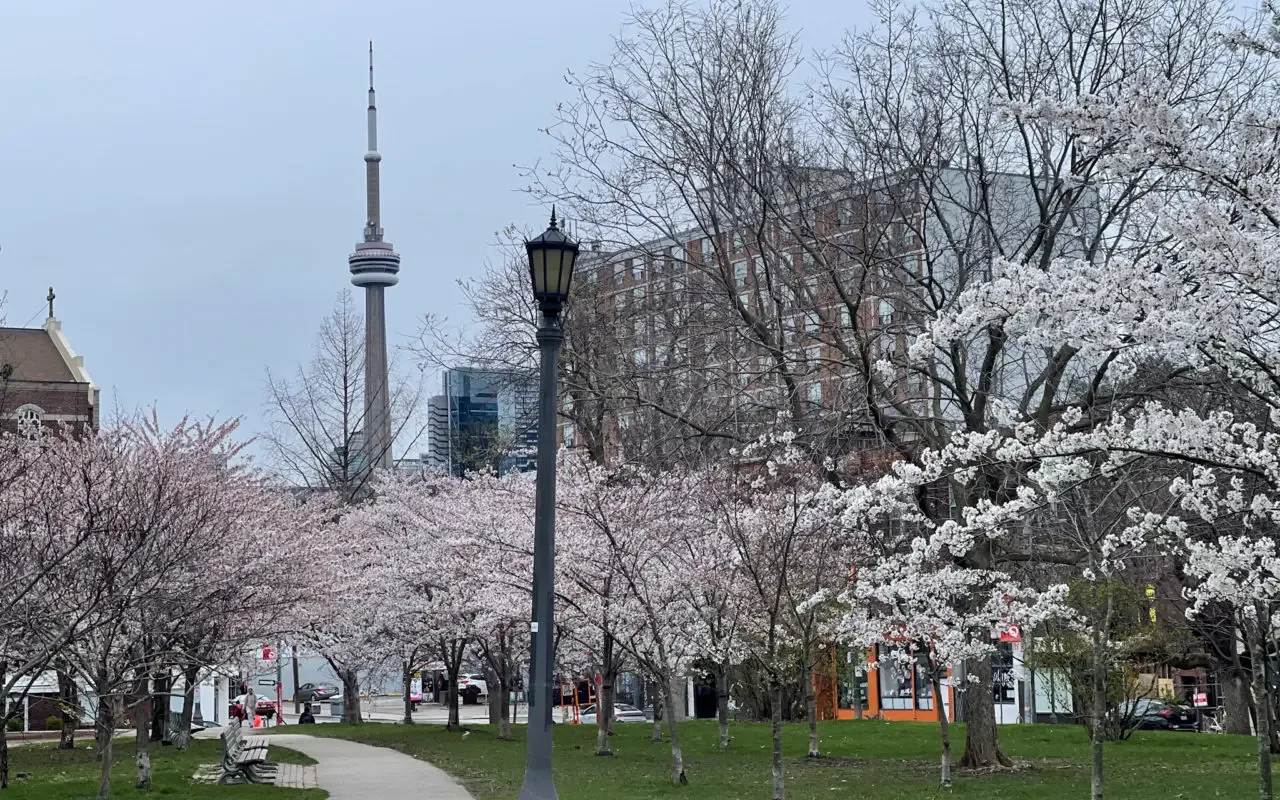where to see cherry blossoms in ontario