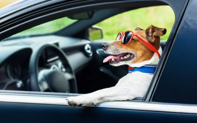 5 Tips For A Successful Road Trip With Dogs Or Cats