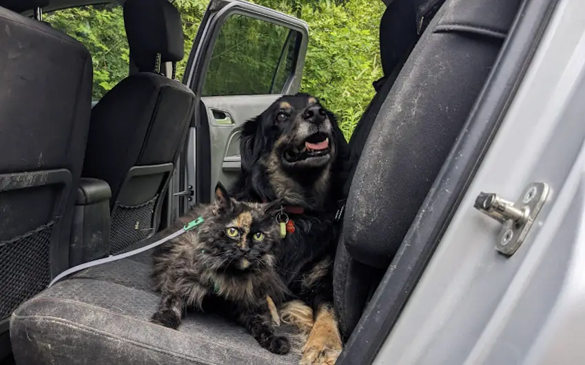 travelling with cats in car long distance